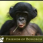 bonobo