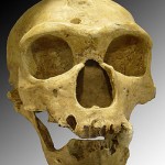 Homo_sapiens_neanderthalensis Homo_sapiens_neanderthalensis
